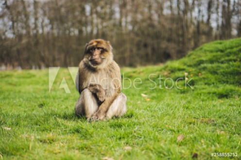 Picture of Macaque monkey in a forest